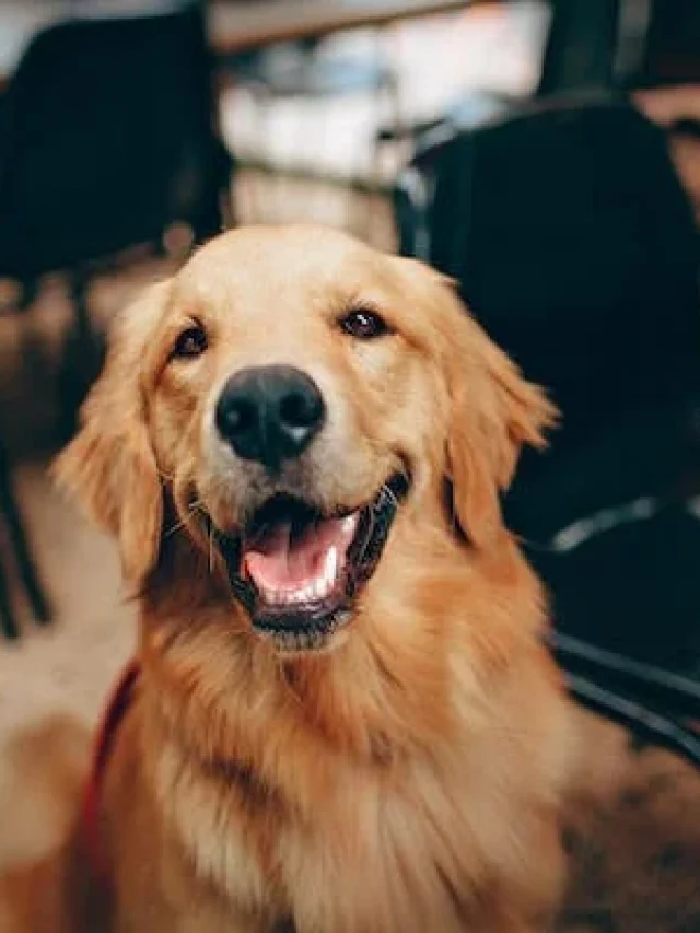 10 Surprising Golden Retriever Facts You Probably Didn't Know
