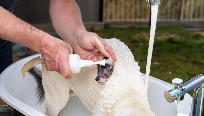 Easy Homemade Skunk Shampoo for Dogs In 2023