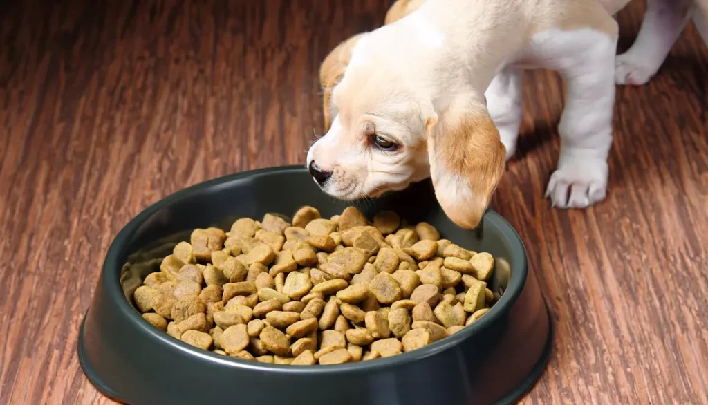 Ava Puppy Food Feeding Guide And Review In 2023