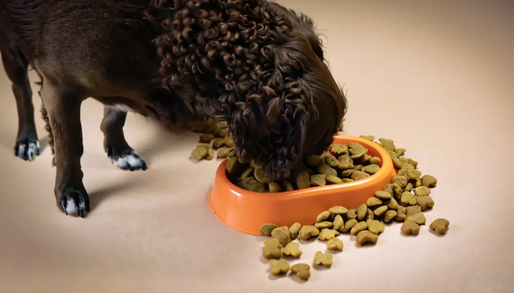 ava-puppy-food-feeding-guide-and-review-in-2023