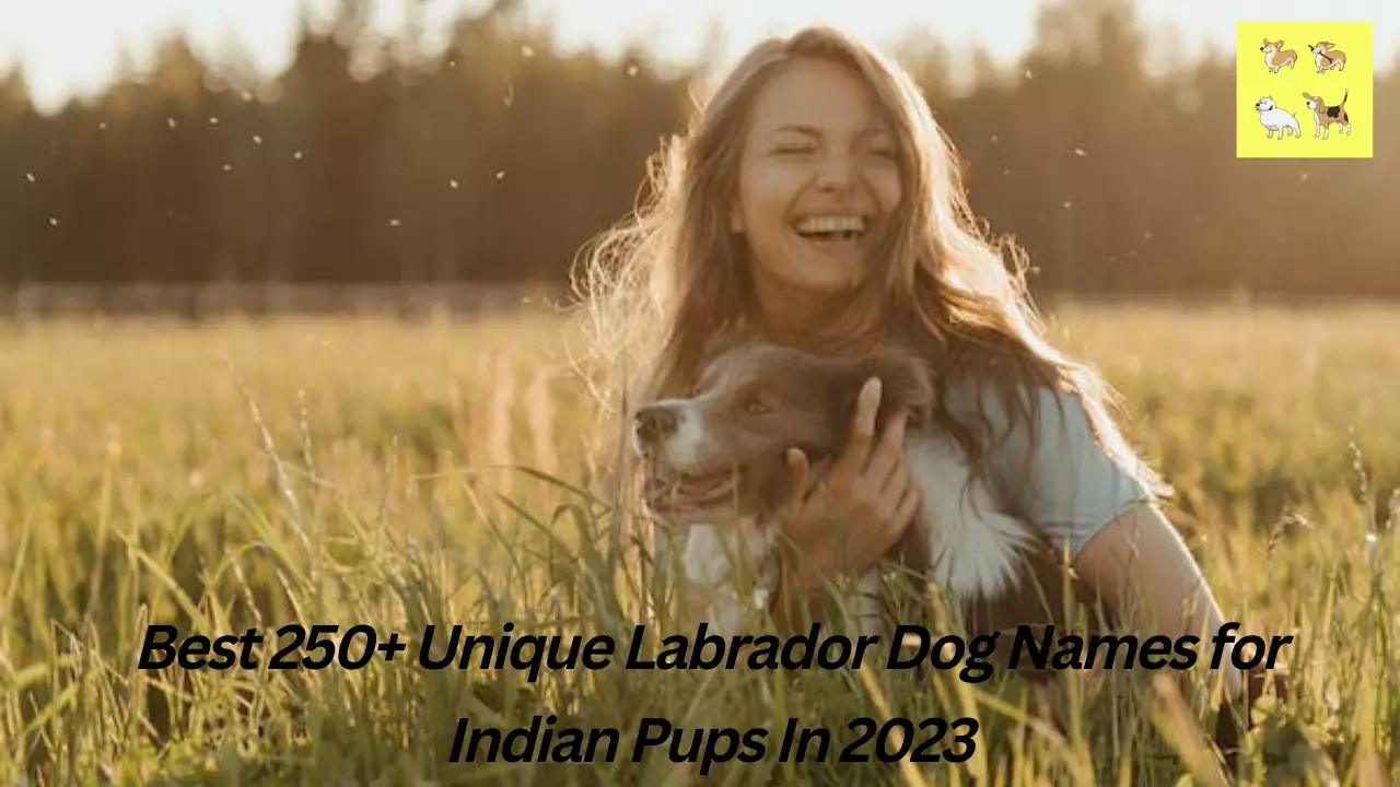 Best 250+ Unique Labrador Dog Names for Indian Pups In 2023