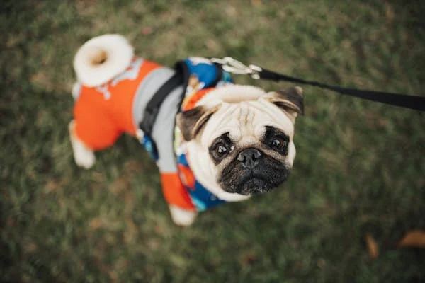 My Dog Has a Rash Near His Private Area: Causes & Treatment