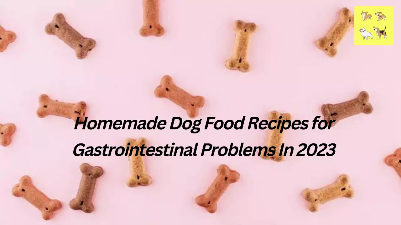 Homemade Dog Food Recipes for Gastrointestinal Problems In 2023