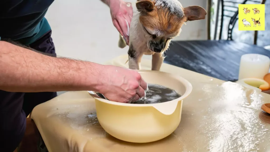 5 Easy Homemade Skunk Shampoo for Dogs In 2023