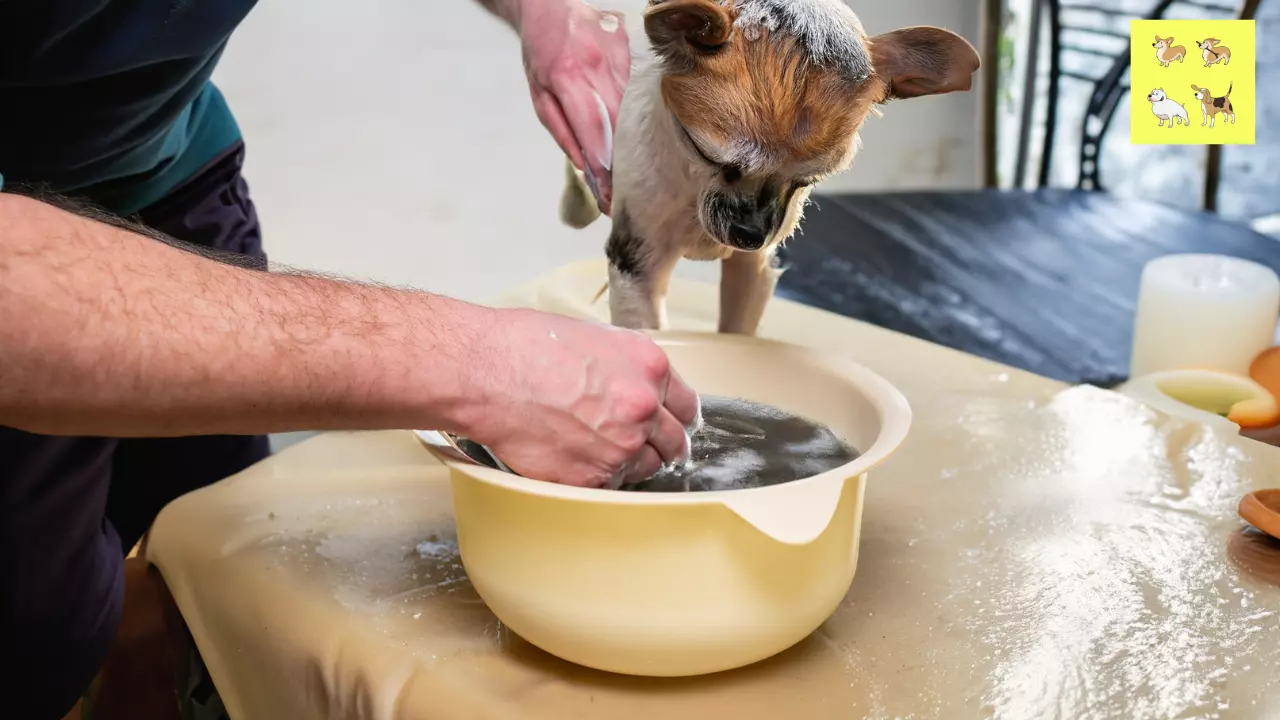 You are currently viewing Easy Homemade Skunk Shampoo for Dogs In 2023