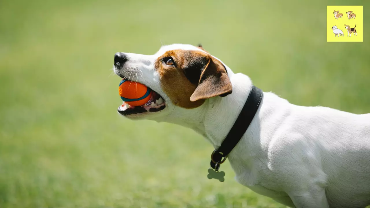 Homemade Teething Toys for Puppies Easy and Safe DIY Ideas