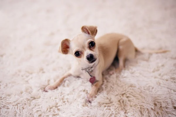 My Dog Has a Rash Near His Private Area: Causes & Treatment