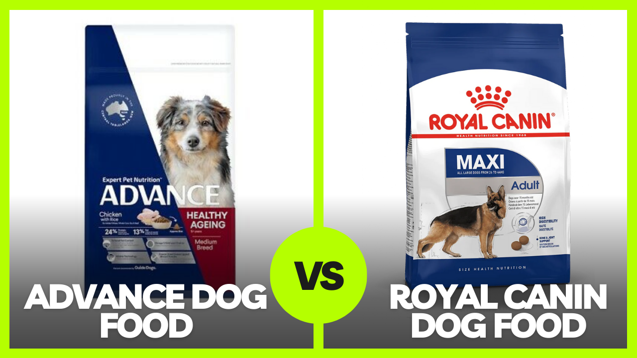 Royal Canin vs Advance Dog Food Review