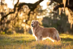 Black Lab Golden Retriever Mix in 2023: Characteristics, Care Tips