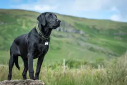 Black Lab Golden Retriever Mix in 2023: Characteristics, Care Tips