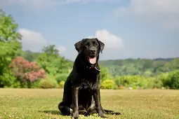 Black Lab Golden Retriever Mix in 2023: Characteristics, Care Tips