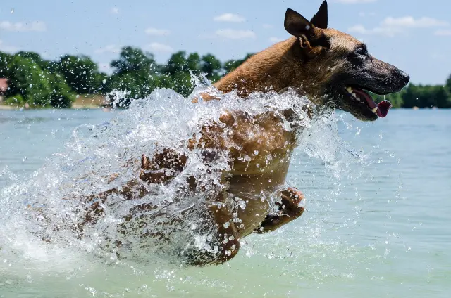 Belgian Malinois Food Guide: What to Feed Your Active Dog