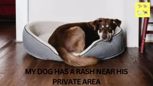 Read more about the article My Dog Has a Rash Near His Private Area: Causes & Treatment