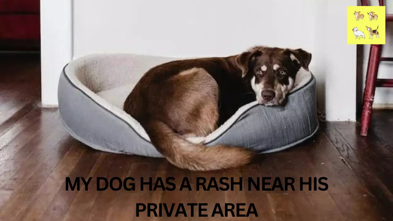 My Dog Has a Rash Near His Private Area: Causes and Treatment