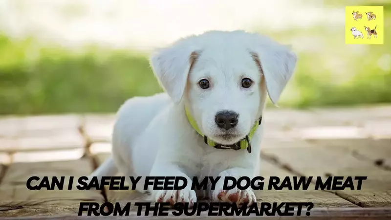 Can I Safely Feed My Dog Raw Meat from the Supermarket?