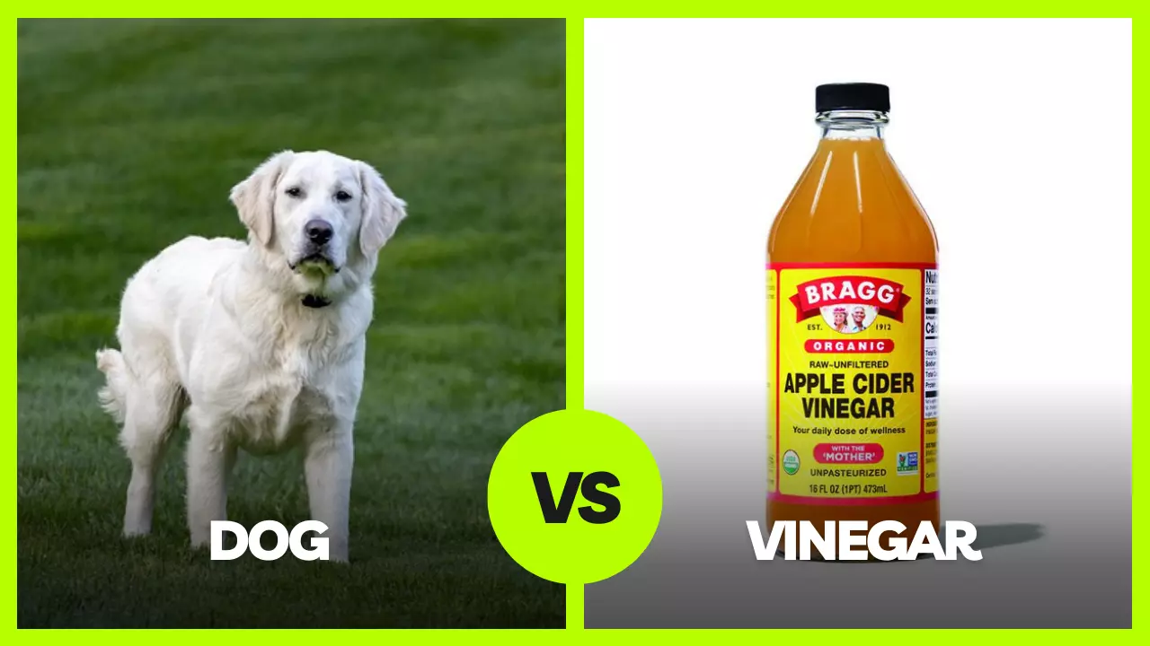 do dogs like vinegar