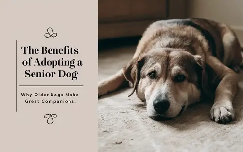 You are currently viewing The Benefits of Adopting a Senior Dog: Why Older Dogs Make Great Companions