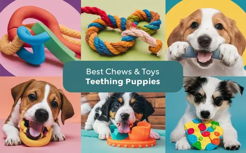 You are currently viewing The Best Chews and Toys for Teething Puppies