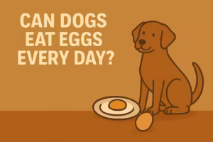 Can Dogs Eat Eggs Every Day