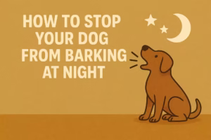 How to Stop Your Dog from Barking at Night