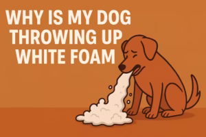 Why Is My Dog Throwing Up White Foam